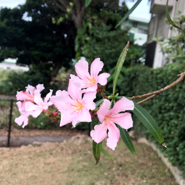 セイヨウキョウチクトウ②