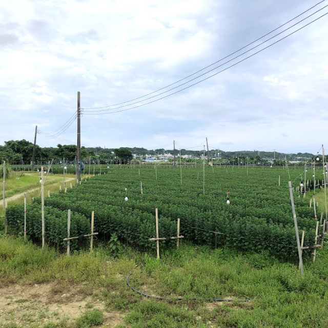 夏秋菊圃場②