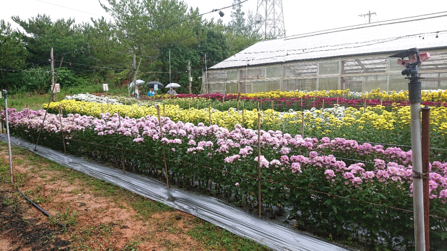 夏秋菊品種展示会③