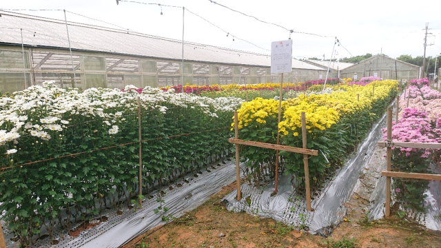 夏秋菊品種展示会②