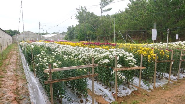 夏秋菊品種展示会①