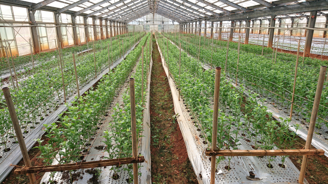 菊圃場（種苗開発センター）②