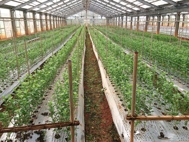 菊圃場（種苗開発センター）①