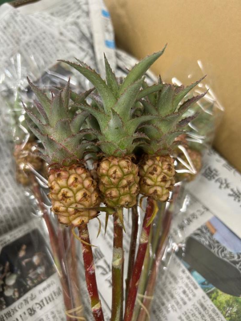 ミニパイン