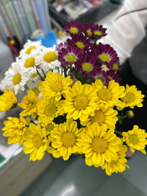 小菊