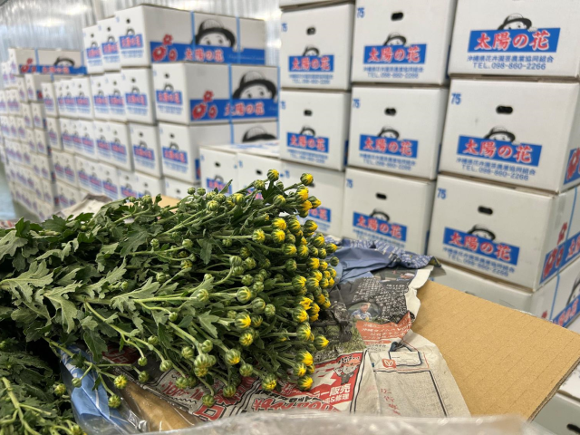 夏秋菊