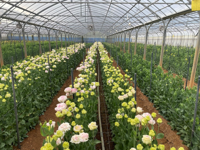 4.トルコキキョウ