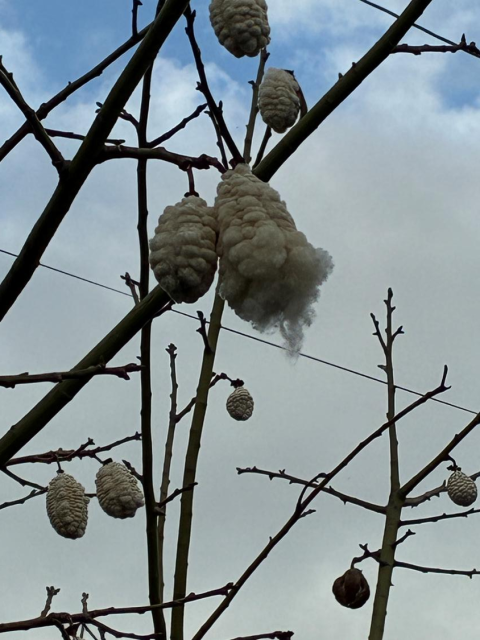 トックリキワタ②