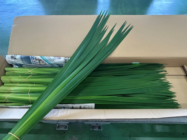 オクラレルカ①