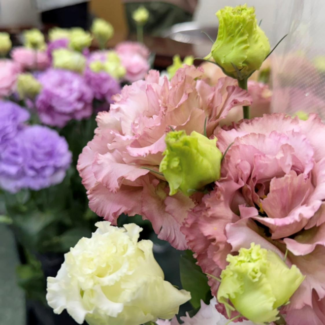 トルコキキョウ勉強会①