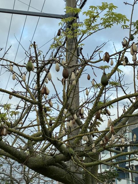 トックリキワタ⑤