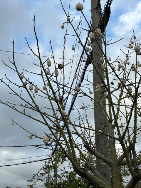 トックリキワタ④