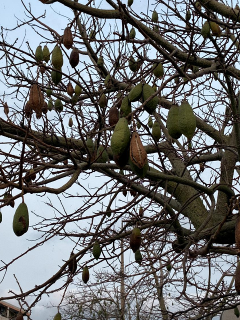 トックリキワタ③