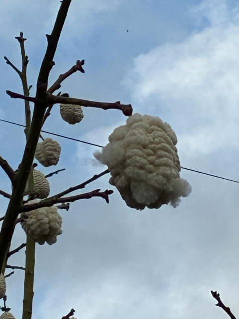 トックリキワタ①