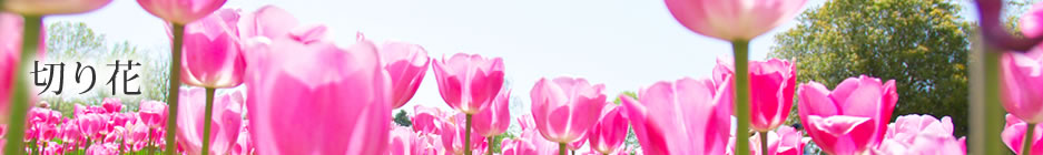 goods_cutflower_mainimg